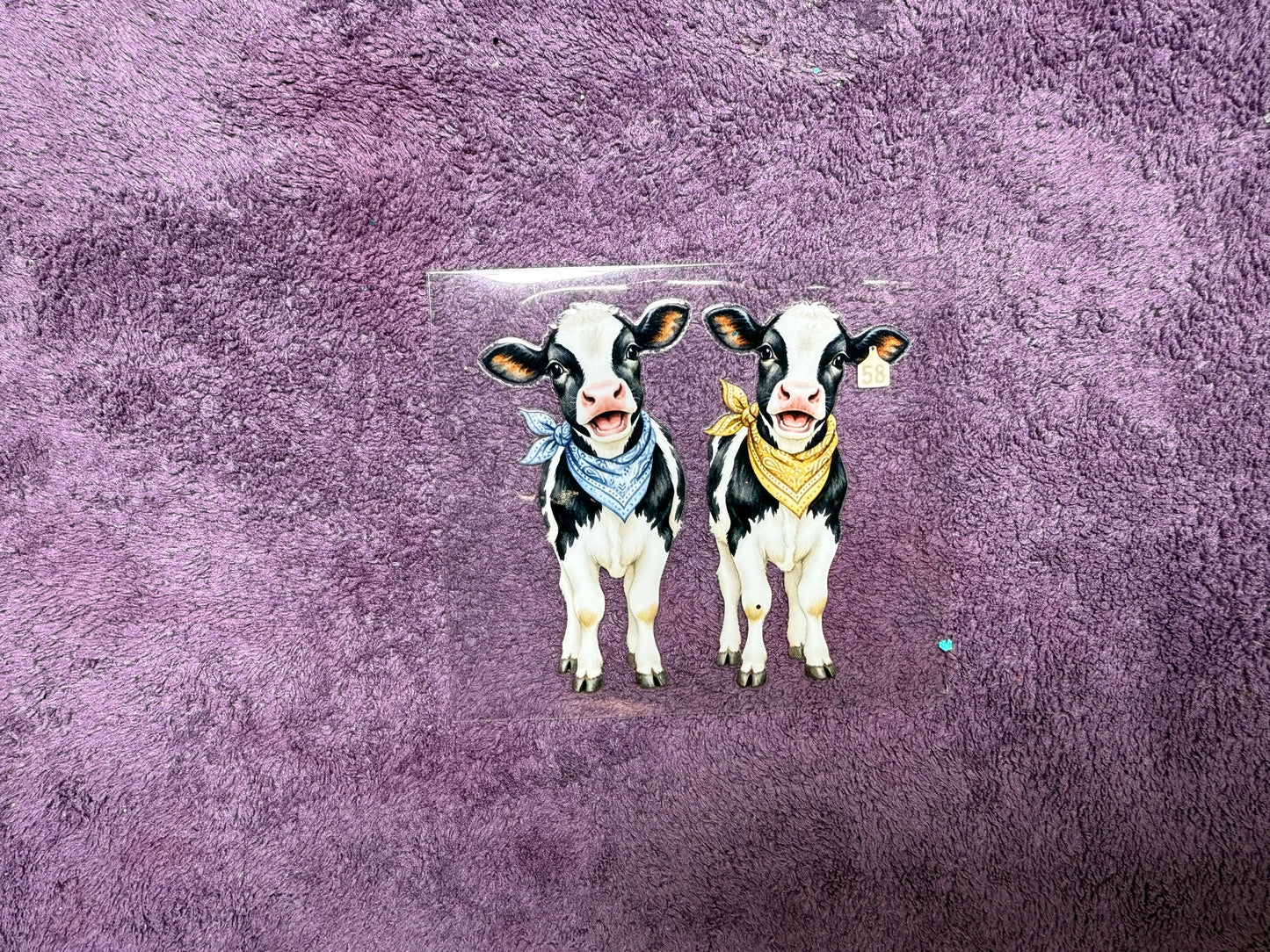 Baby cows