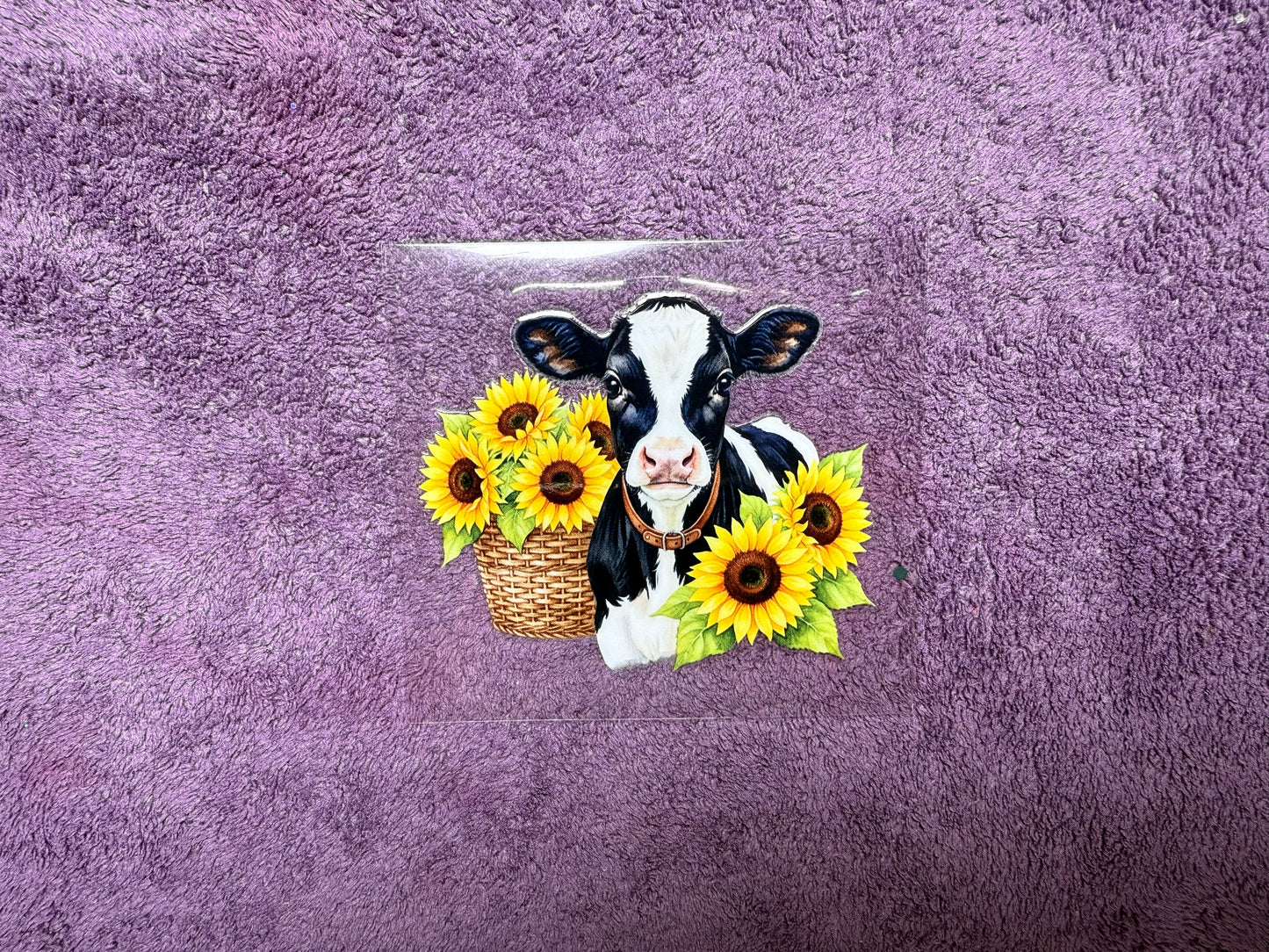 Sunflower baby cow