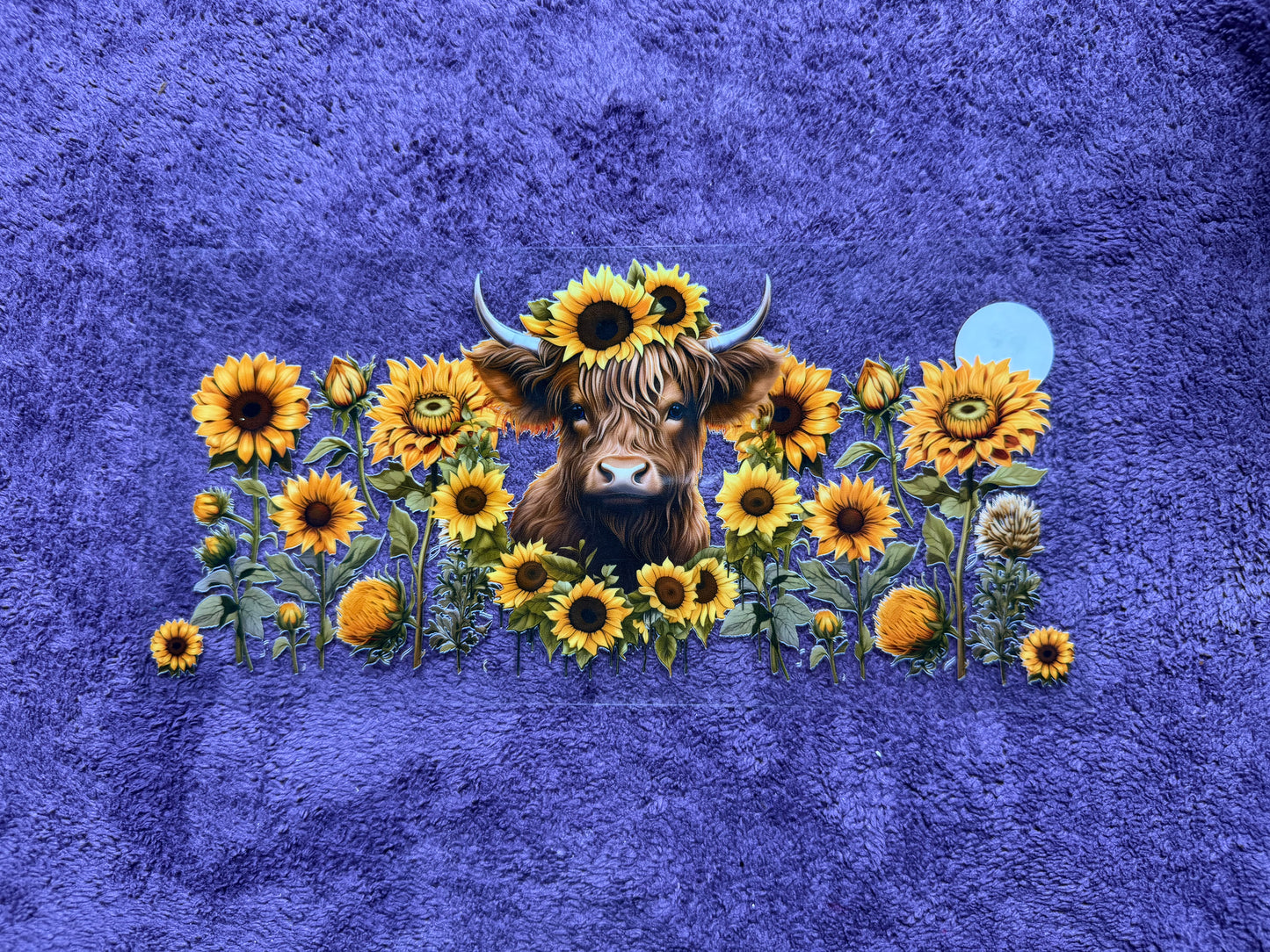Highland cow, sunflowers